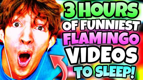 3 Hours Of Flamingo To Fall Asleep Funniest Videos Youtube