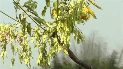 RM seeds Ailanthus excelsa seeds- Maharukh seeds at Rs 450/kilogram in ...