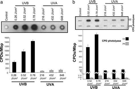 Quantifying Cpds In The Genome By Immuno Dot Blot Assay A Genomic