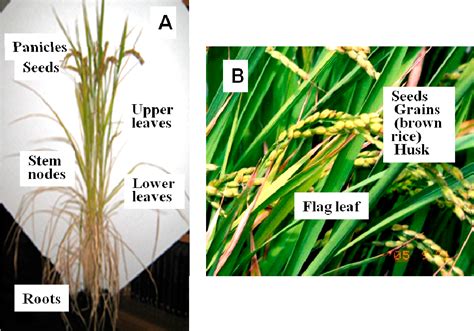 Pdf Route And Regulation Of Zinc Cadmium And Iron Transport In Rice Plants Oryza Sativa L