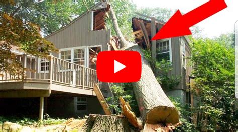 TREE CUTTING FAILS. EPIC COMPILATION