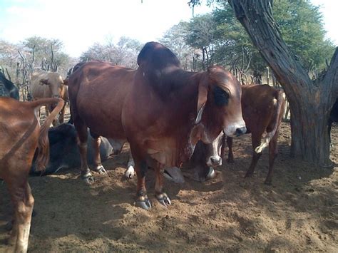 Livestock Cattle Bonsmara Brahman And Nguni Boer Goats Lambs Sheep