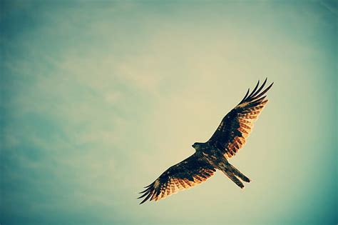 5120x2880px | free download | HD wallpaper: sky, birds, flying, hunting ...