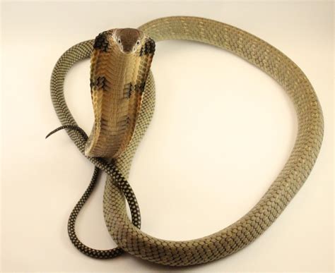 Jillian My Year Old Female King Cobra R Reptiles