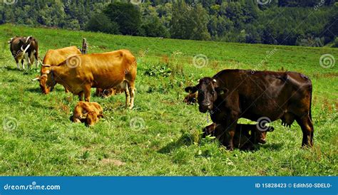 Cows And Calves Stock Photos - Image: 15828423