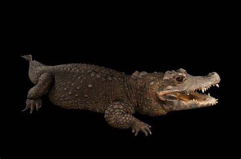 Endangered West African Dwarf Crocodile Osteolaemus Tetraspis By Joel