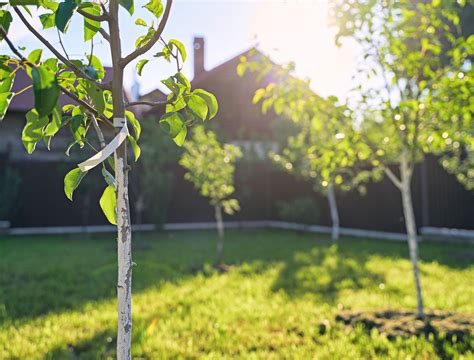 Which Pear Tree Belongs in Your Yard?