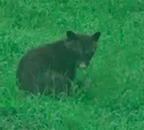 video strange mystery creature spotted  kansas divides wildlife