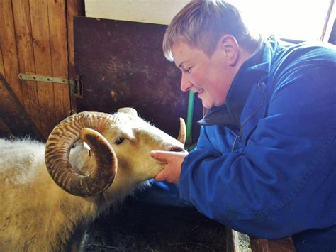 Meet Icelandic Farm Animals - Family Friendly Iceland in the Countryside