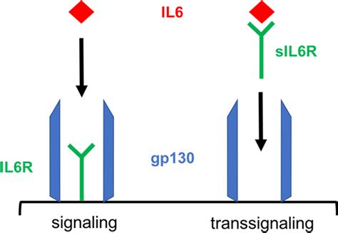 IL6 signaling via membrane-bound IL6 receptor and trans-signaling via... | Download Scientific ...