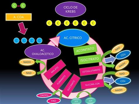 Ciclo De Krebs Ppt Descarga Gratuita