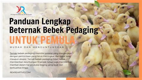 Ternak Bebek Pedaging Panduan Lengkap Untuk Pemula 100 Ekor Rekreartive