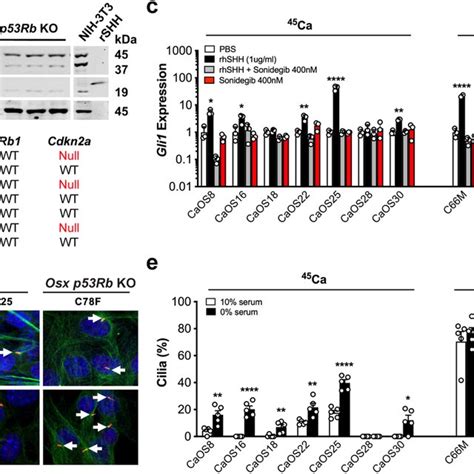 Hedgehog Signaling And Primary Cilia Formation In Mouse Osteosarcoma In