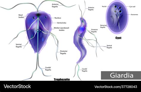 Structure Giardia Lamblia Cyst Royalty Free Vector Image