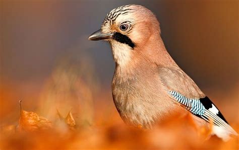 De Flamboyante Gaai Vogelbescherming