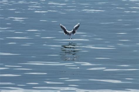 Images Gratuites eau océan aile vague animal Oiseau de mer