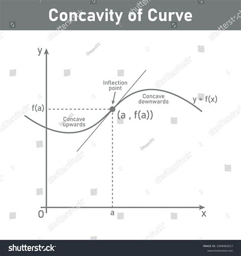 Concavity Curve Inflection Point Concave Down Stock Vector Royalty