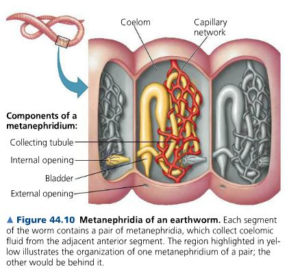 Bio 213 Ch 44 Osmoregulation And Excretion Flashcards Quizlet