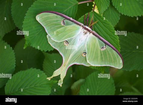 Luna Moth Actias Luna Stock Photo Alamy