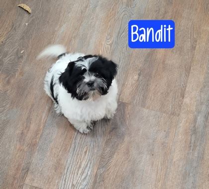 Cibolo Tx Shih Tzu Meet Bandit A Pet For Adoption Adoptapet