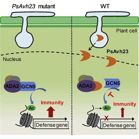 A Phytophthora Effector Manipulates Host Histone Acetylation And Reprograms Defense Gene