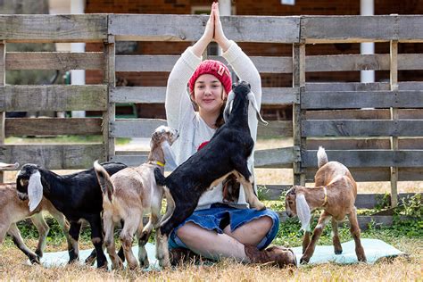 Goat Yoga Does The Bodyand Mindgood