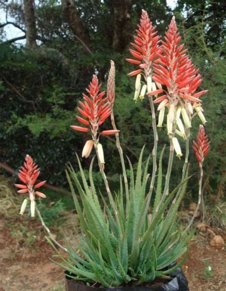 Aloe Porcupine 4lt Cnd Nursery