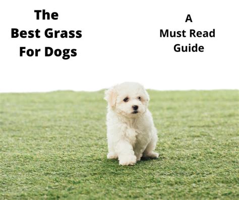 What Is The Best Grass For Dogs 2022 Edition Au