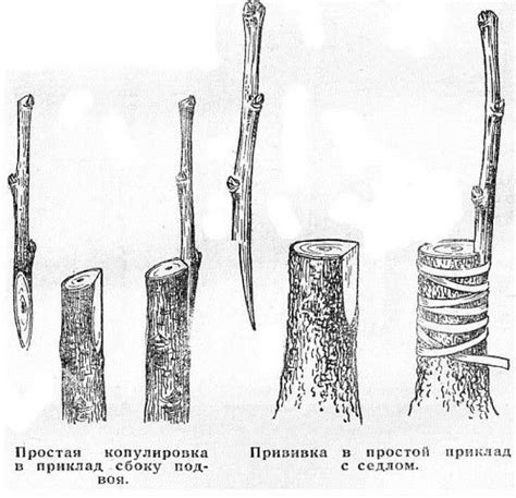 Фотография | Садоводство, Карликовые деревья, Садовые деревья