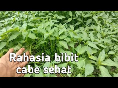 Cara Tepat Menyemai Cabe Agar Terhindar Dari Rebah Semai Dan Busuk