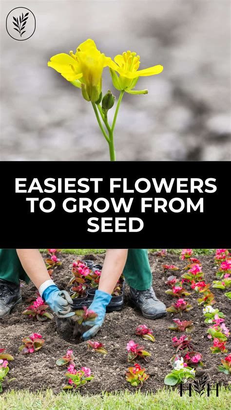 Easiest Flowers To Grow From Seed Brighten Up Your Outdoor Space