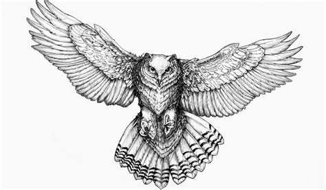 Flying Owl Drawing - Drawing.rjuuc.edu.np