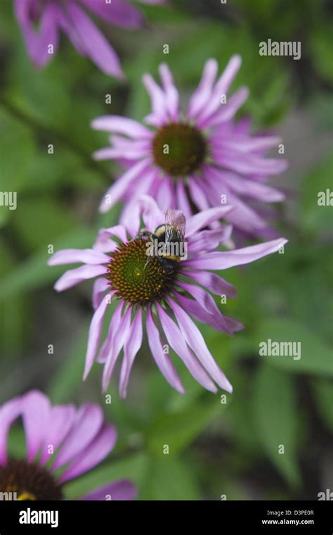 Bee On Echinacea Purpurea Purple Coneflower Stock Photo Alamy