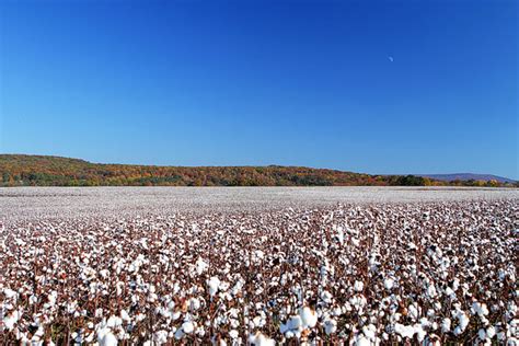 Alabama Cotton Fields | Visit Alabama During Fall To See Cotton Plants