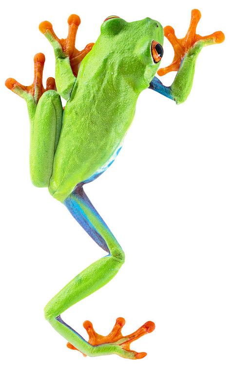 Red Eyed Tree Frog Photograph By Dirk Ercken Fine Art America