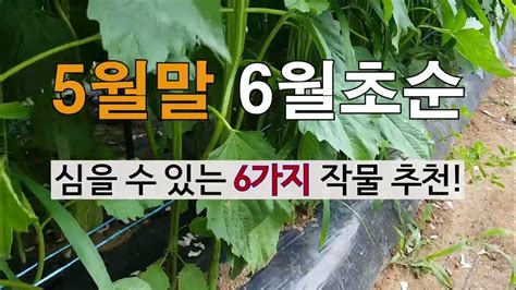 5월 말 6월 초순에 심을 수 있는 6가지 추천 작물 주말농장 가꾸기 Youtube