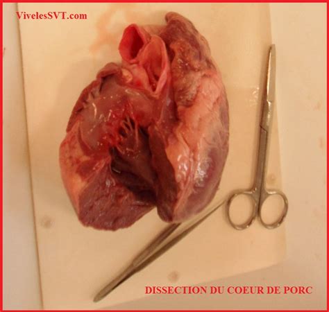 Dissection Du Coeur De Porc Vive Les Svt Les Sciences De La Vie Et