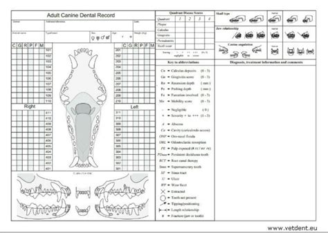 Dental Chart Adult Canine In Dogs Canis Vetlexicon