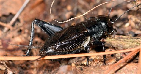 Fall Field Cricket Gryllus Pennsylvanicus Bugguide Net