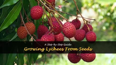 Growing Lychees From Seeds A Step By Step Guide Shuncy