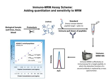 Quantitative Assays For Ras Pathway Proteins And Phosphorylation States