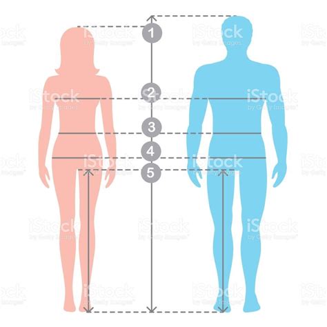 Medidas Do Corpo Humano Braincp