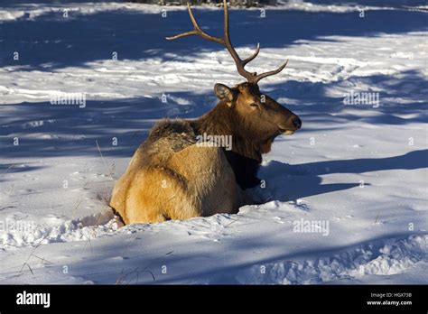 The Wounded Deer With One Antler Lost In Autumn Rut Sitting In Snow On