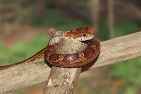 10 Snake Adaptations (Evolutionary Secrets!) – Fauna Facts