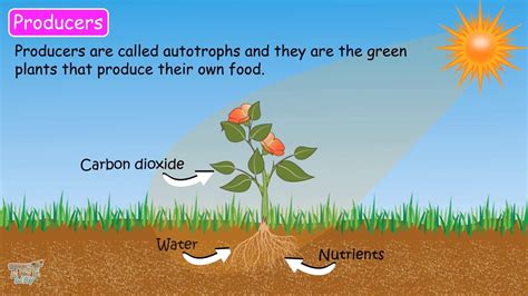 How Do Decomposers Convert Energy For An Ecosystem? Update - Linksofstrathaven.com