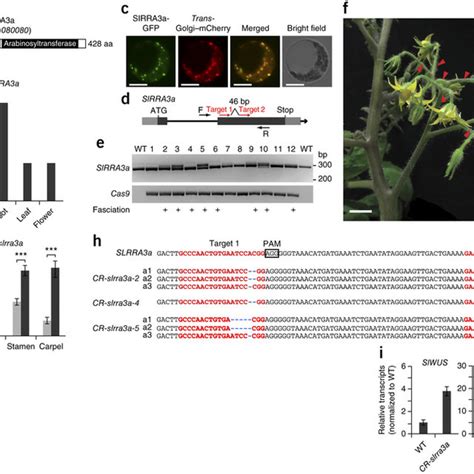 Crl Dependent Auxin Responsive Genes Expression Profiles Time Course