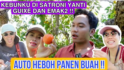 KEBUNKU DI SATRONI YANTI GUIXE DAN EMAK2 AUTO HEBOH DAN PANEN BUAH