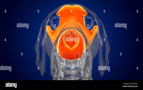 Sch Del Knochen Hund Skelett Anatomie F R Medical Concept D