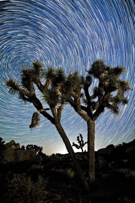 Joshua Tree Star Trails Canvas Artwork by Susan Vizvary | iCanvas