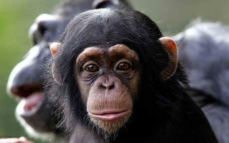 If Tommy the chimp is a 'person', why is he in a cage? - Telegraph